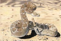 rattlesnake colored pencil drawing